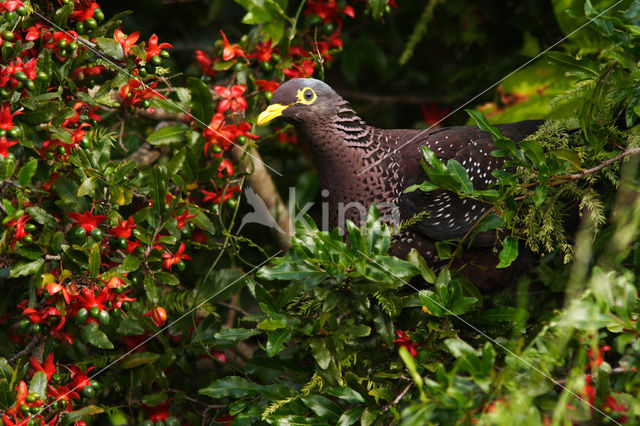 Olijfduif (Columba arquatrix)