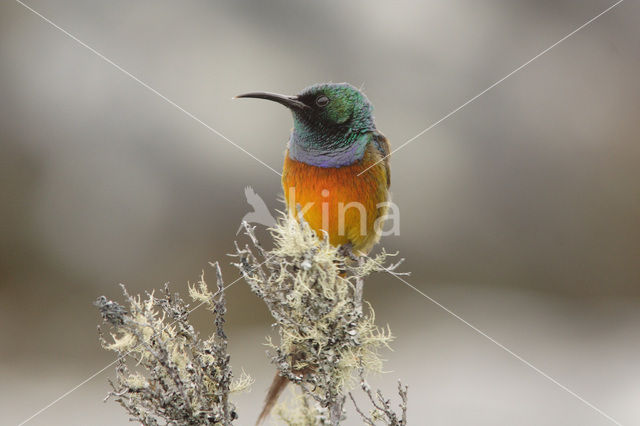 Orange-breasted Sunbird (Anthobaphes violacea)