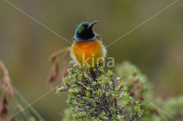 Orange-breasted Sunbird (Anthobaphes violacea)