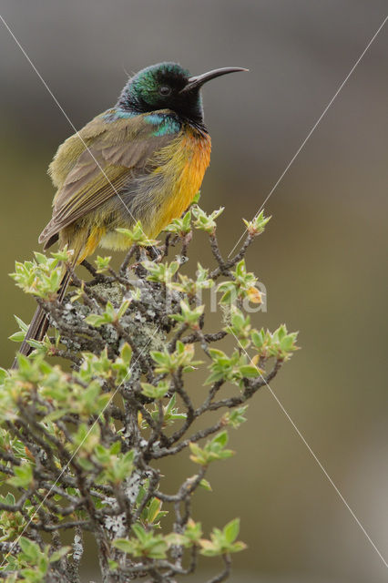 Orange-breasted Sunbird (Anthobaphes violacea)