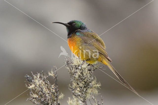 Oranjeborsthoningzuiger (Anthobaphes violacea)