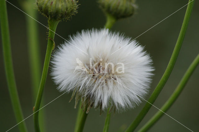 Paardenbloem (Taraxacum spec.)