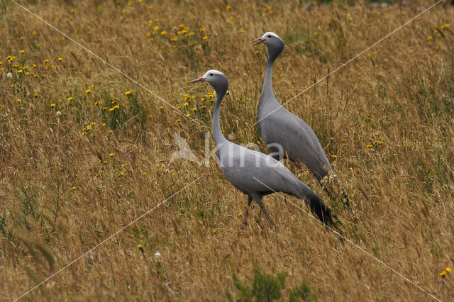 Paradijskraanvogel (Anthropoides paradiseus)