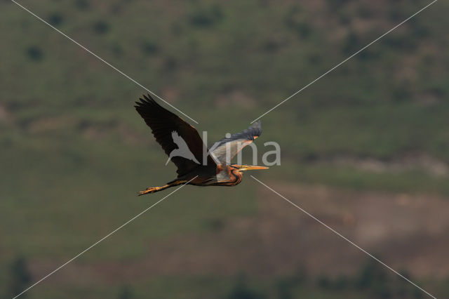 Purple Heron (Ardea purpurea)