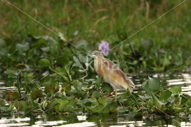 Squacco Heron (Ardeola ralloides)