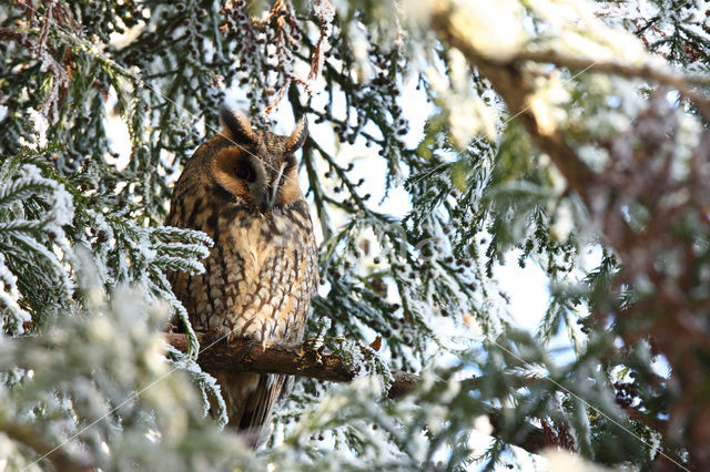 Ransuil (Asio otus)