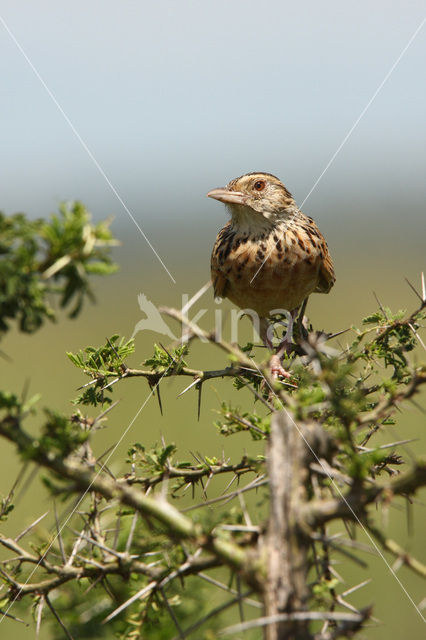 Flappet Lark (Mirafra rufocinnamomea)