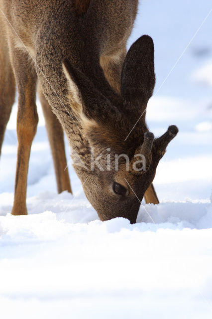 Roe Deer (Capreolus capreolus)