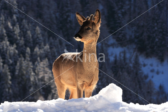 Roe Deer (Capreolus capreolus)