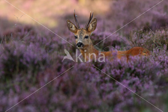 Roe Deer (Capreolus capreolus)