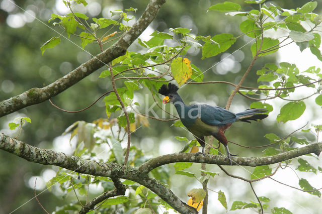 Great Blue Turaco (Corythaeola cristata)