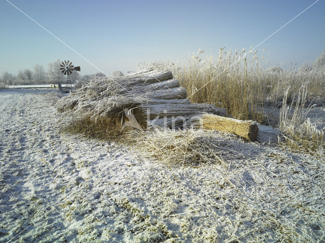 Riet (Phragmites australis)