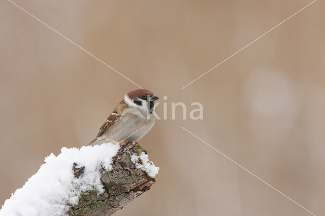 Eurasian Tree Sparrow (Passer montanus)