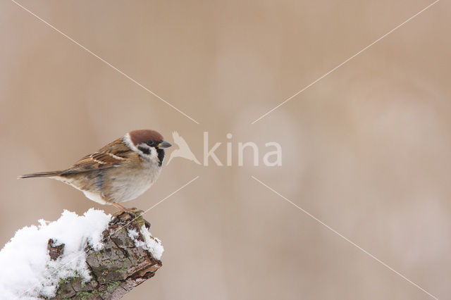 Eurasian Tree Sparrow (Passer montanus)