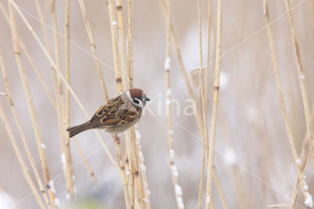 Ringmus (Passer montanus)