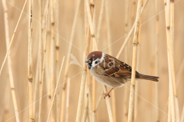 Ringmus (Passer montanus)