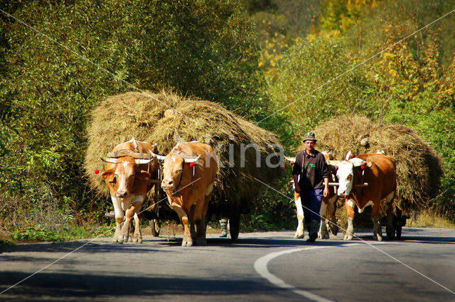 Roemenië