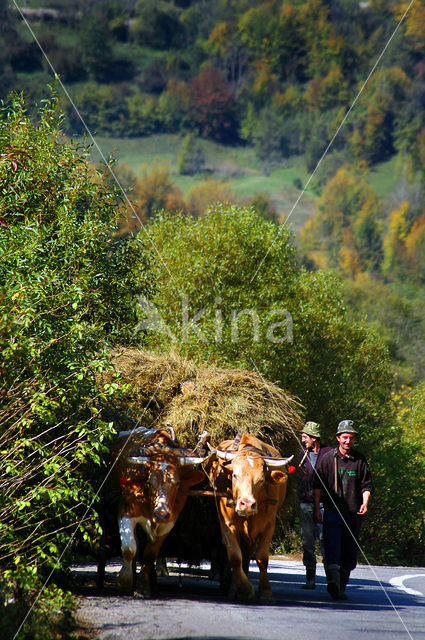 Roemenië