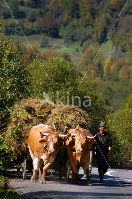 Roemenië