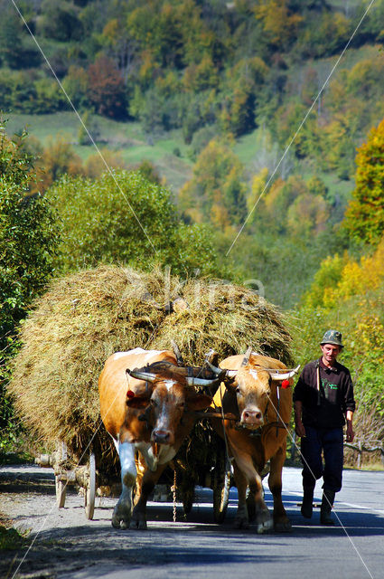 Roemenië