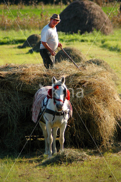 Romania