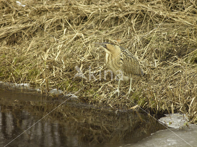 Bittern (Botaurus stellaris)