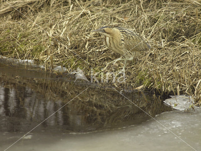 Bittern (Botaurus stellaris)