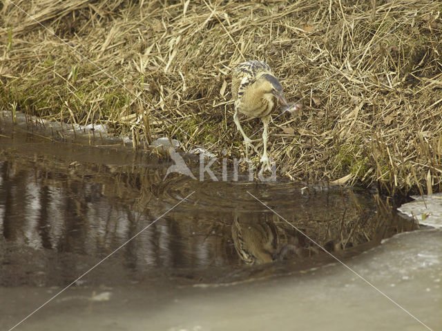 Bittern (Botaurus stellaris)