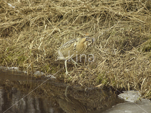 Bittern (Botaurus stellaris)