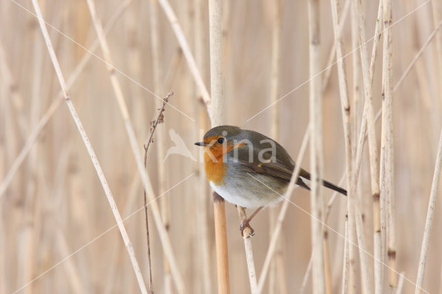 European Robin (Erithacus rubecula)