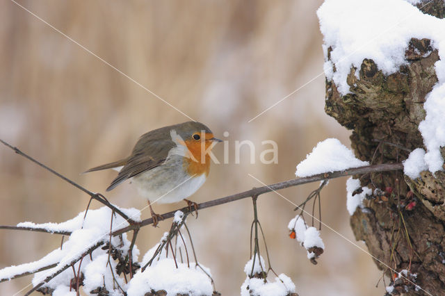 European Robin (Erithacus rubecula)