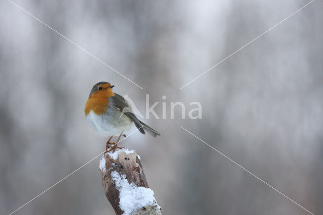 European Robin (Erithacus rubecula)