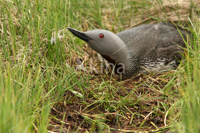 Red-throated Loon