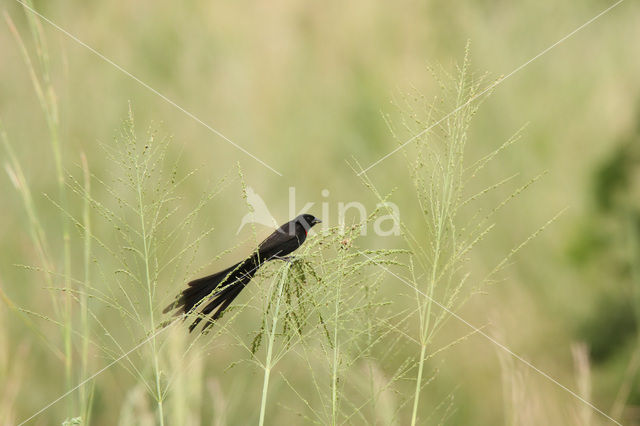 Roodkeelwidavink (Euplectes ardens)