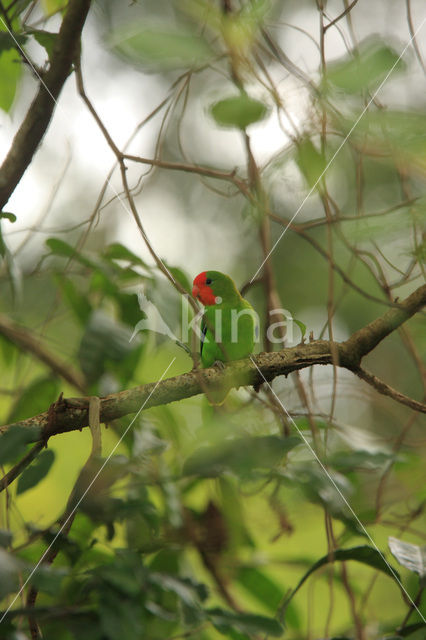 Red-headed Lovebird (Agapornis pullarius)