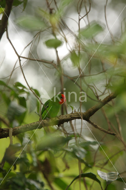 Red-headed Lovebird (Agapornis pullarius)