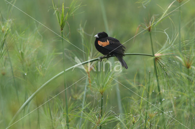 Roodschouderwida (Euplectes axillaris)