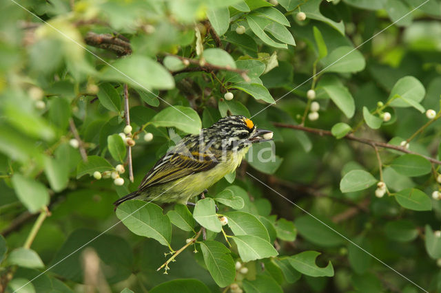 Roodvoorhoofdketellapper (Pogoniulus pusillus)