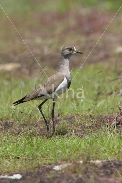 Rouwkievit (Vanellus lugubris)