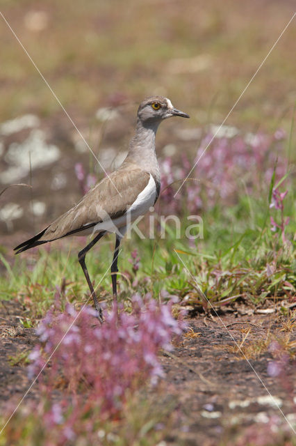 Rouwkievit (Vanellus lugubris)