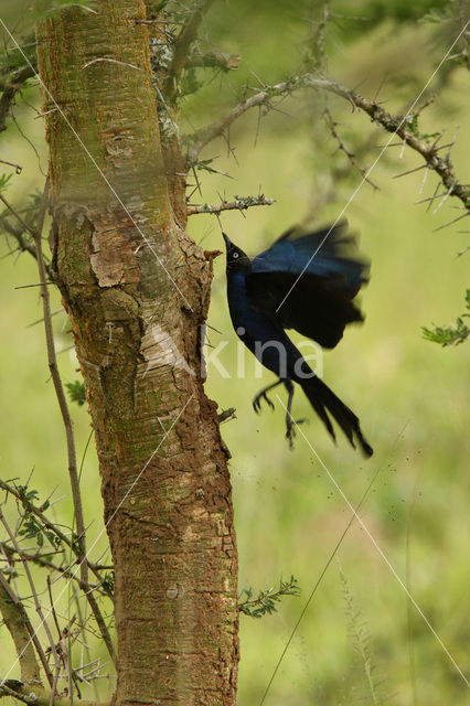 Rueppell’s Glossy-Starling (Lamprotornis purpuropterus)
