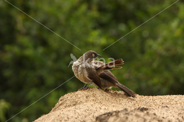 Sahelbabbelaar (Turdoides plebejus)