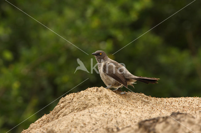 Sahelbabbelaar (Turdoides plebejus)