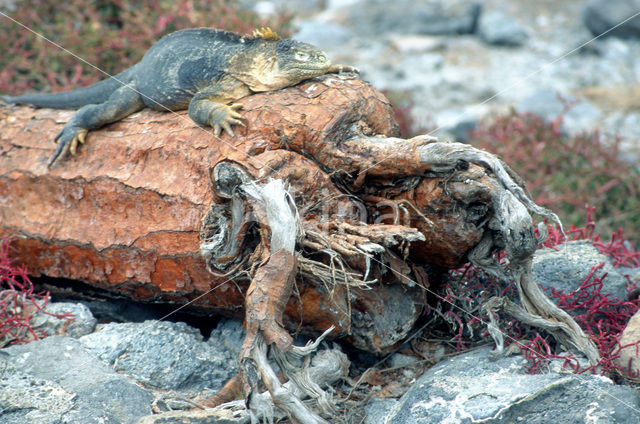 Santa-Fe landleguaan (Conolophus pallidus)