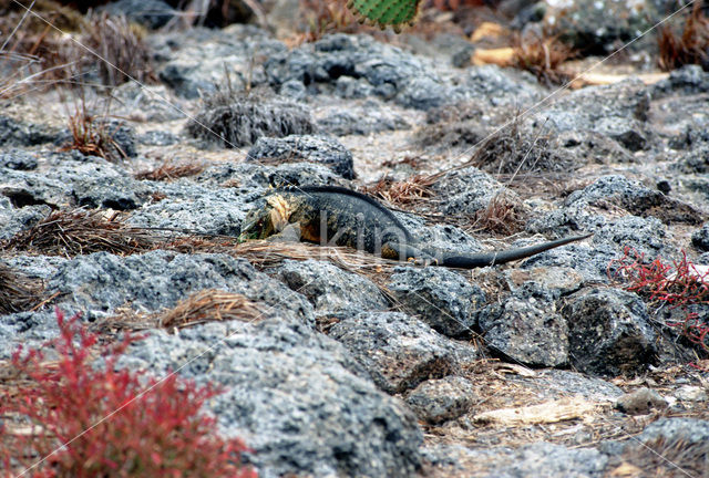 Santa-Fe landleguaan (Conolophus pallidus)