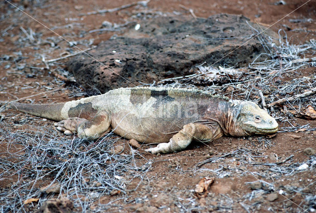 Santa Fe land Iguana