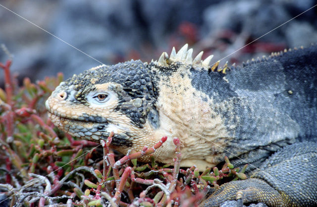 Santa Fe land Iguana