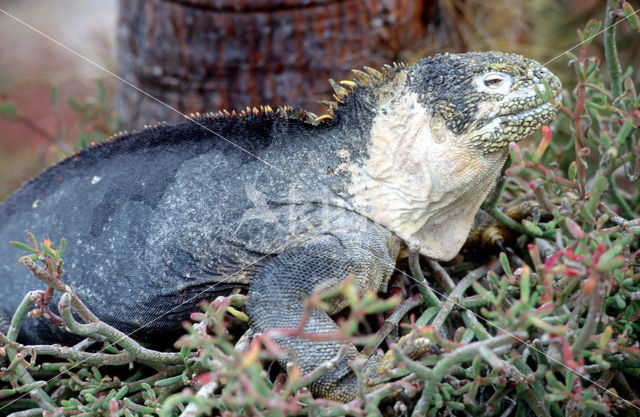 Santa-Fe landleguaan (Conolophus pallidus)