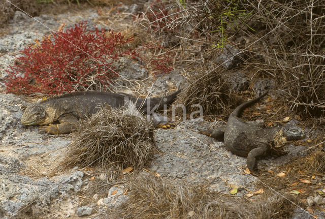 Santa Fe land Iguana