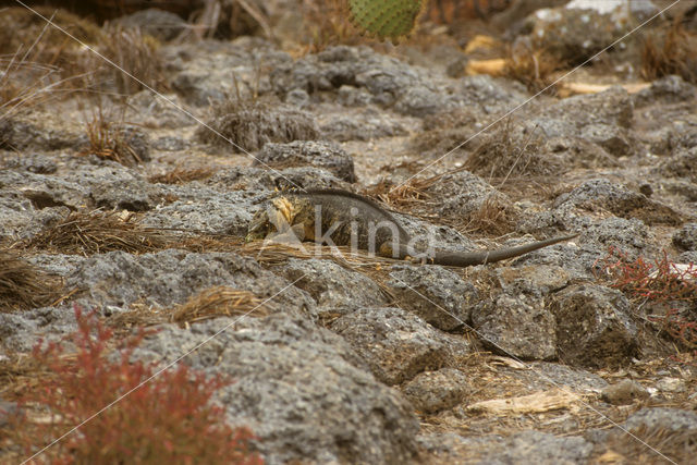 Santa-Fe landleguaan (Conolophus pallidus)